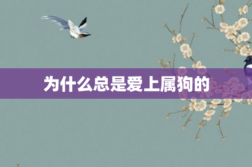 为什么总是爱上属狗的