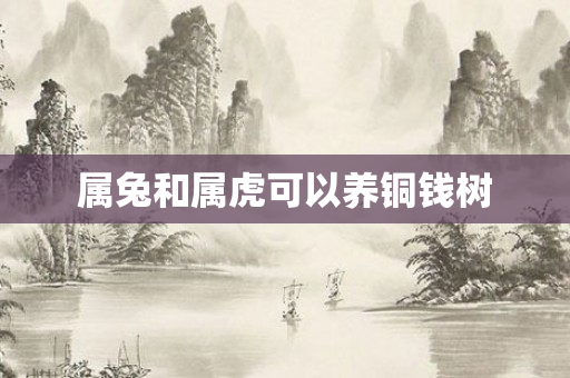 属兔和属虎可以养铜钱树