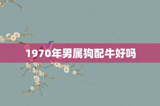 1970年男属狗配牛好吗