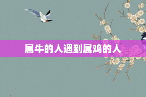 属牛的人遇到属鸡的人