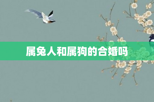 属兔人和属狗的合婚吗