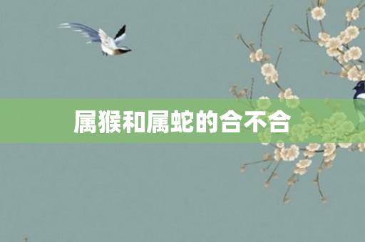 属猴和属蛇的合不合