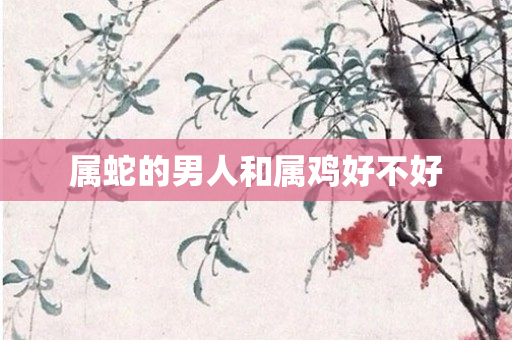 属蛇的男人和属鸡好不好