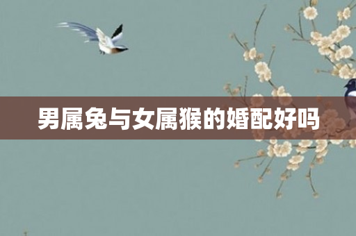 男属兔与女属猴的婚配好吗