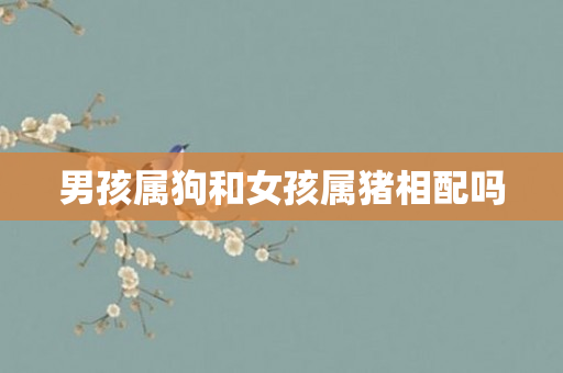 男孩属狗和女孩属猪相配吗