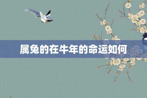 属兔的在牛年的命运如何
