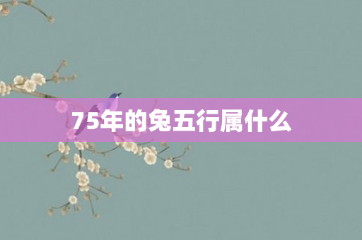 75年的兔五行属什么