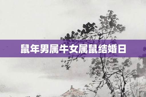 鼠年男属牛女属鼠结婚日