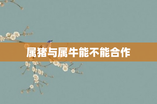 属猪与属牛能不能合作