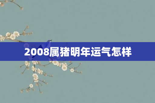2008属猪明年运气怎样