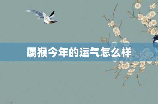 属猴今年的运气怎么样