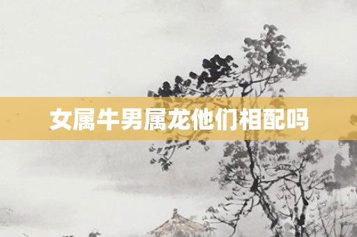 女属牛男属龙他们相配吗