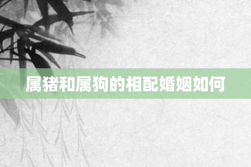 属猪和属狗的相配婚姻如何