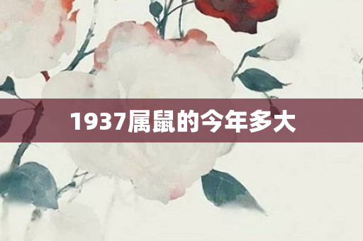 1937属鼠的今年多大