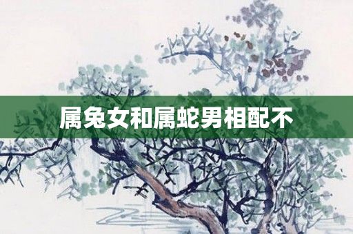 属兔女和属蛇男相配不