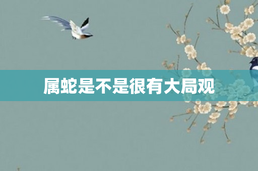 属蛇是不是很有大局观