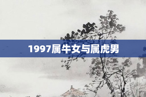 1997属牛女与属虎男