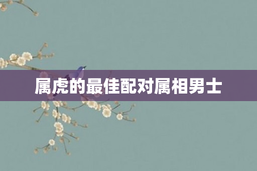属虎的更佳配对属相男士