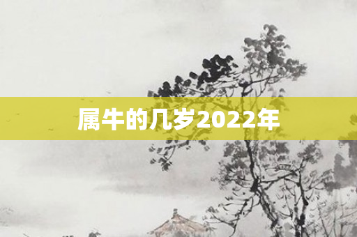 属牛的几岁2022年