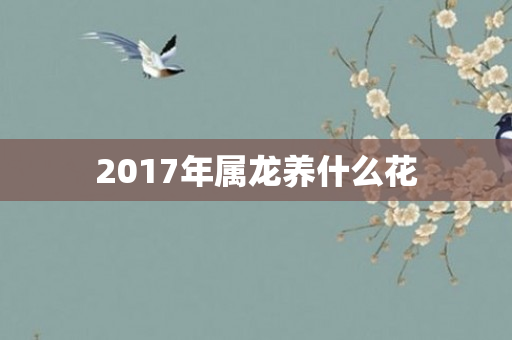 2017年属龙养什么花