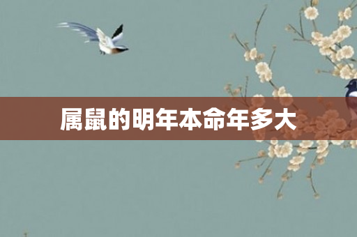 属鼠的明年本命年多大
