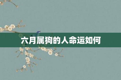 六月属狗的人命运如何