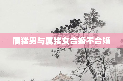 属猪男与属猪女合婚不合婚