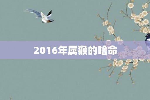 2016年属猴的啥命