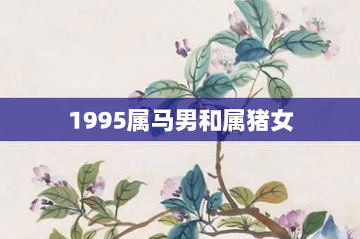 1995属马男和属猪女