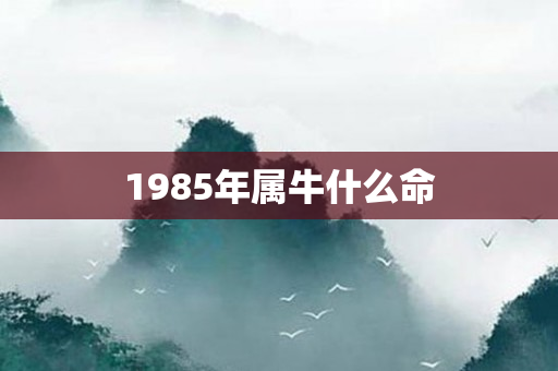 1985年属牛什么命