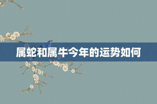 属蛇和属牛今年的运势如何
