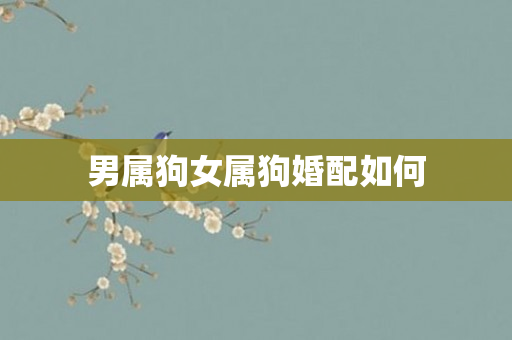 男属狗女属狗婚配如何