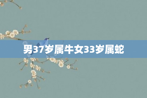 男37岁属牛女33岁属蛇