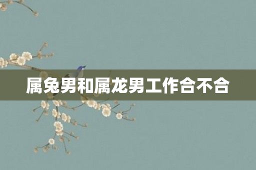 属兔男和属龙男工作合不合