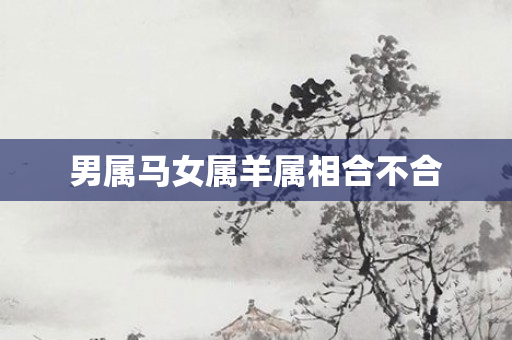 男属马女属羊属相合不合