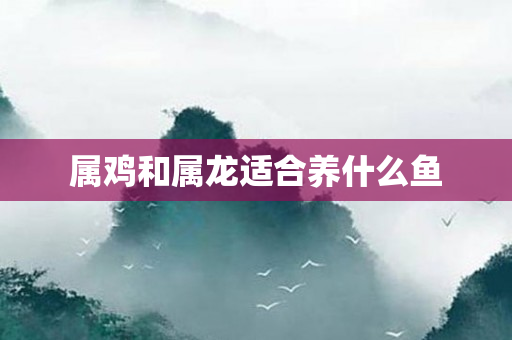属鸡和属龙适合养什么鱼