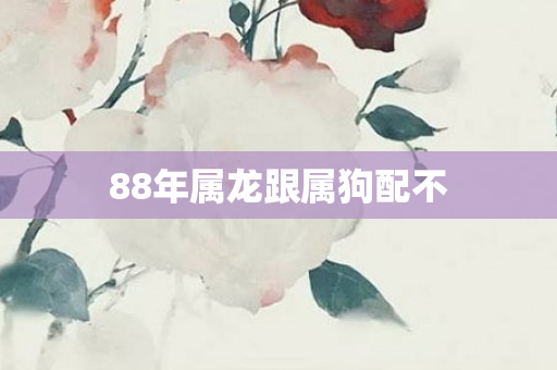 88年属龙跟属狗配不
