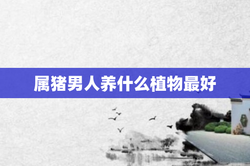 属猪男人养什么植物更好