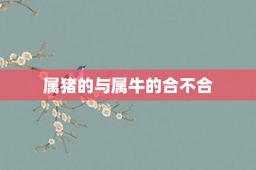 属猪的与属牛的合不合