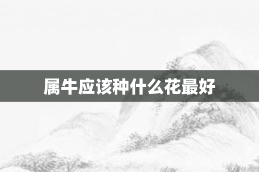 属牛应该种什么花更好
