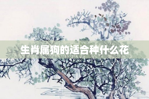 生肖属狗的适合种什么花