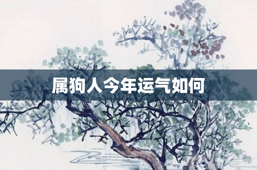 属狗人今年运气如何