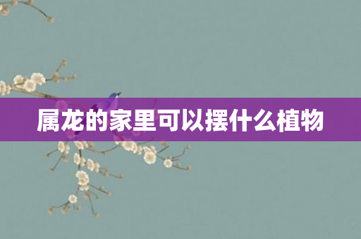 属龙的家里可以摆什么植物