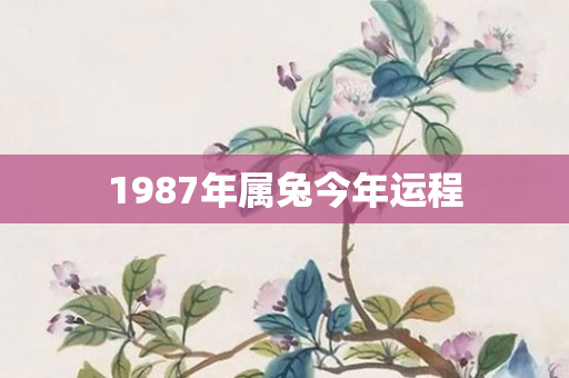 1987年属兔今年运程