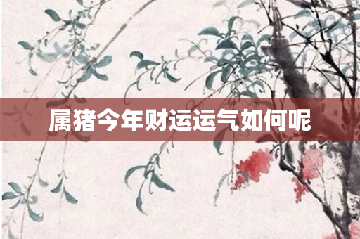属猪今年财运运气如何呢