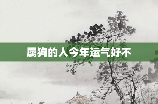属狗的人今年运气好不