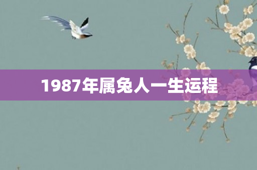 1987年属兔人一生运程