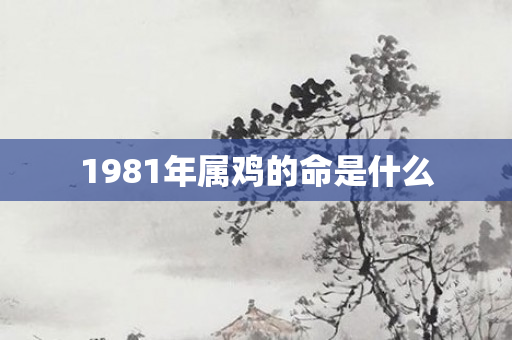 1981年属鸡的命是什么