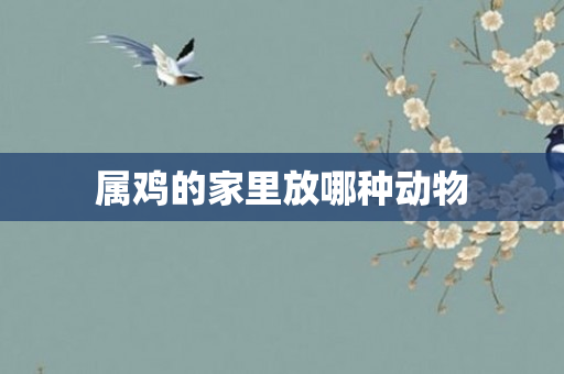 属鸡的家里放哪种动物