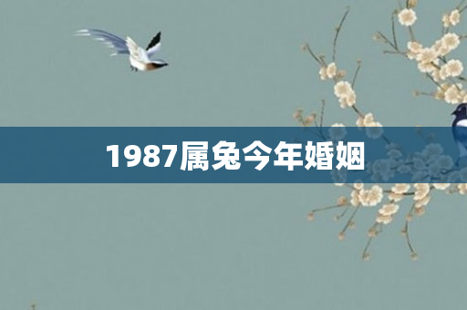 1987属兔今年婚姻